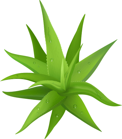 leaf_image_not_found